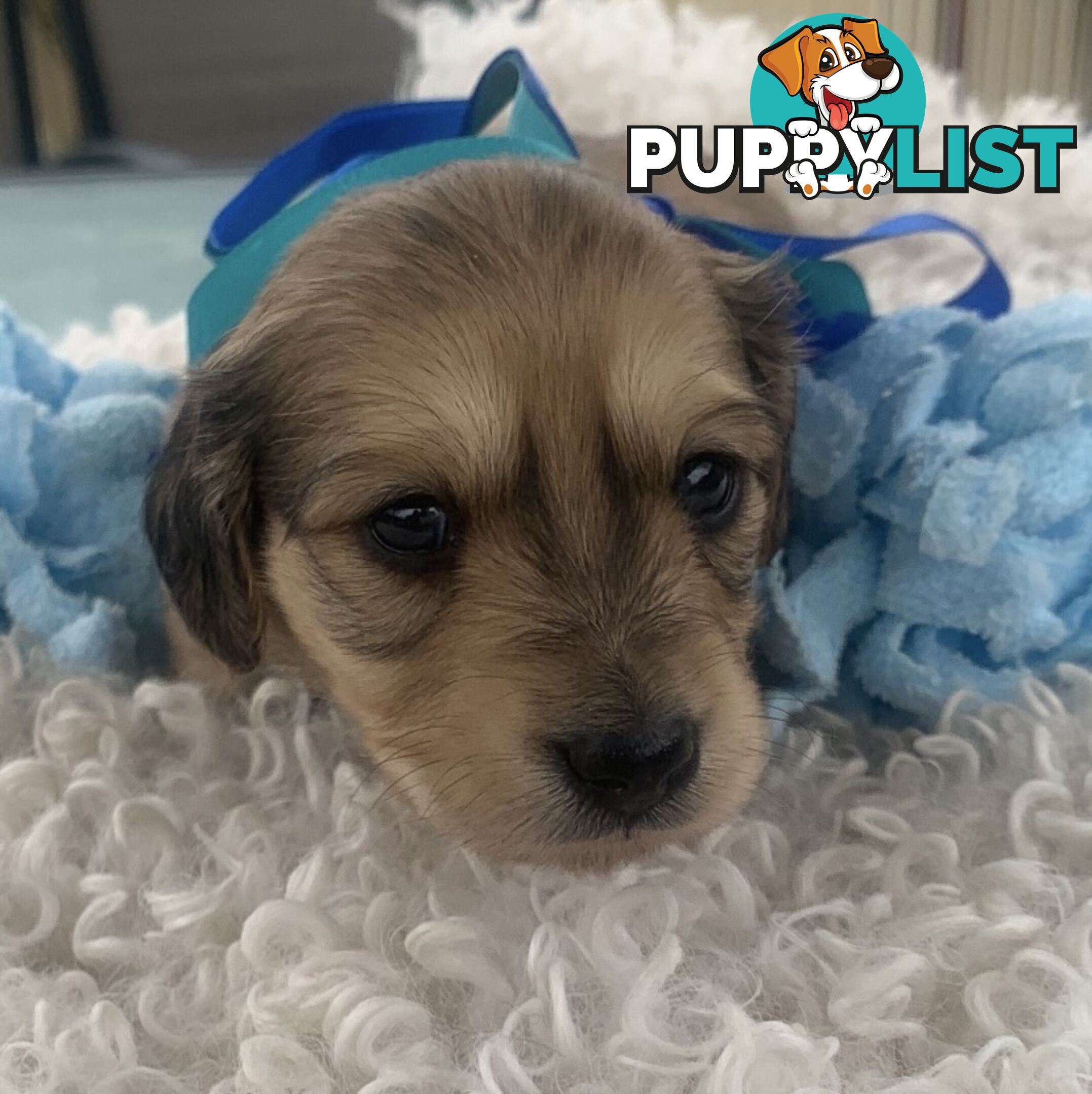 Stunning little CREAM PUFFS!  Mini Longhaired Dachshund Puppies