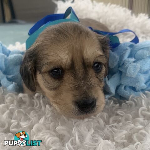 Stunning little CREAM PUFFS!  Mini Longhaired Dachshund Puppies