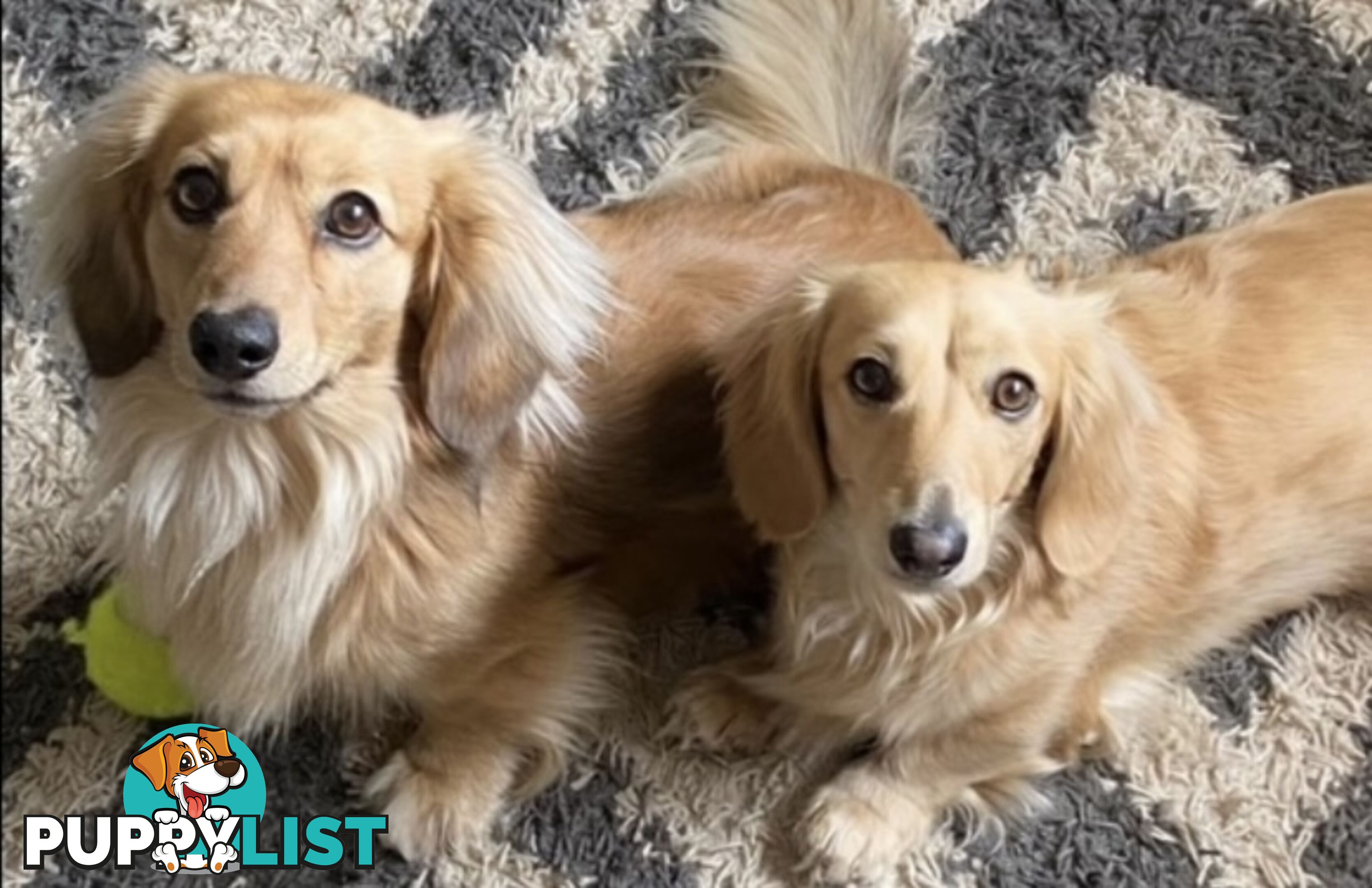 Stunning little CREAM PUFFS!  Mini Longhaired Dachshund Puppies