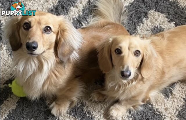 Stunning little CREAM PUFFS!  Mini Longhaired Dachshund Puppies