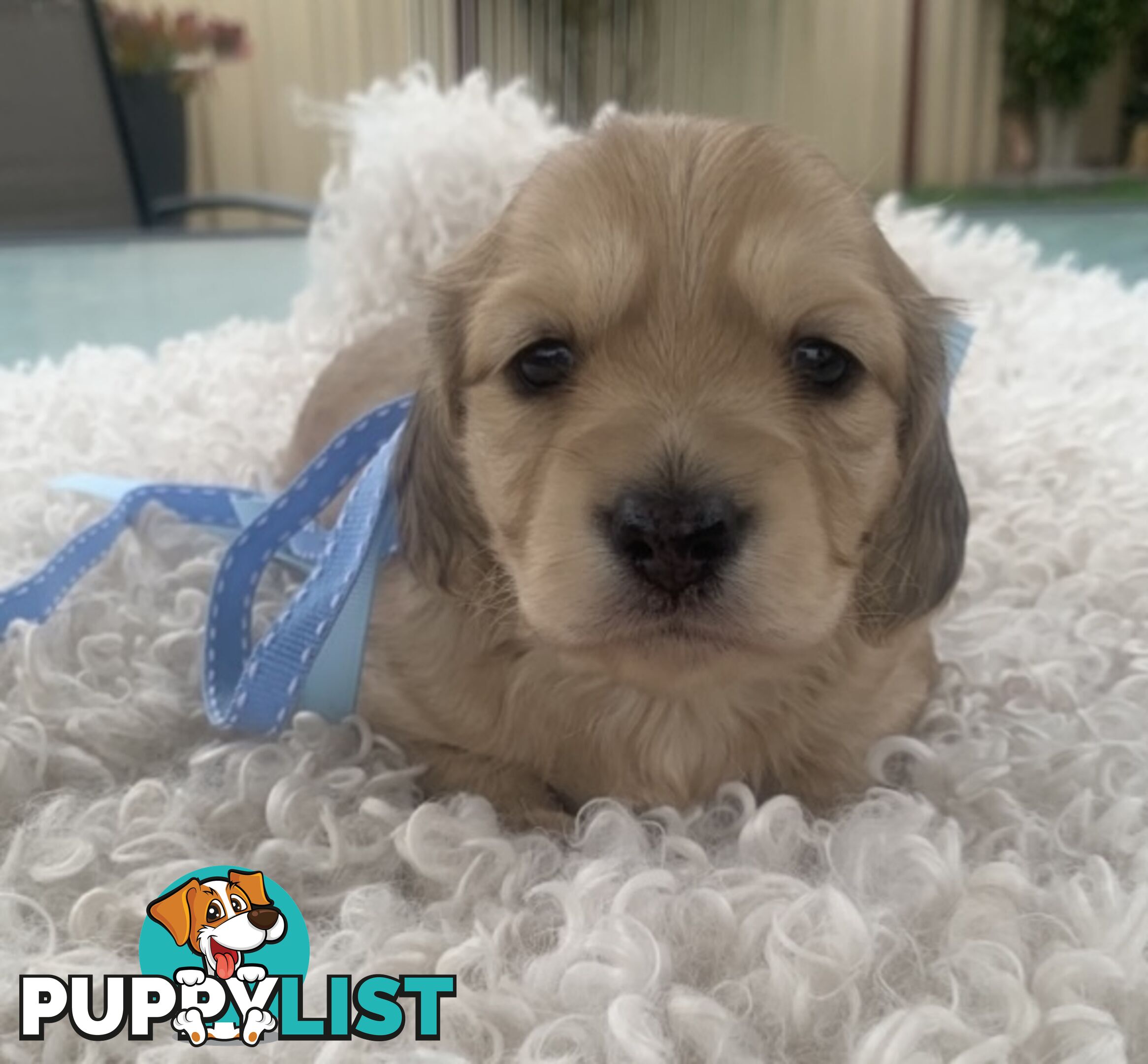 Stunning little CREAM PUFFS!  Mini Longhaired Dachshund Puppies