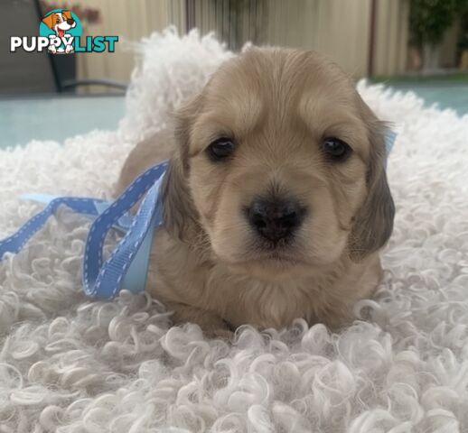 Stunning little CREAM PUFFS!  Mini Longhaired Dachshund Puppies