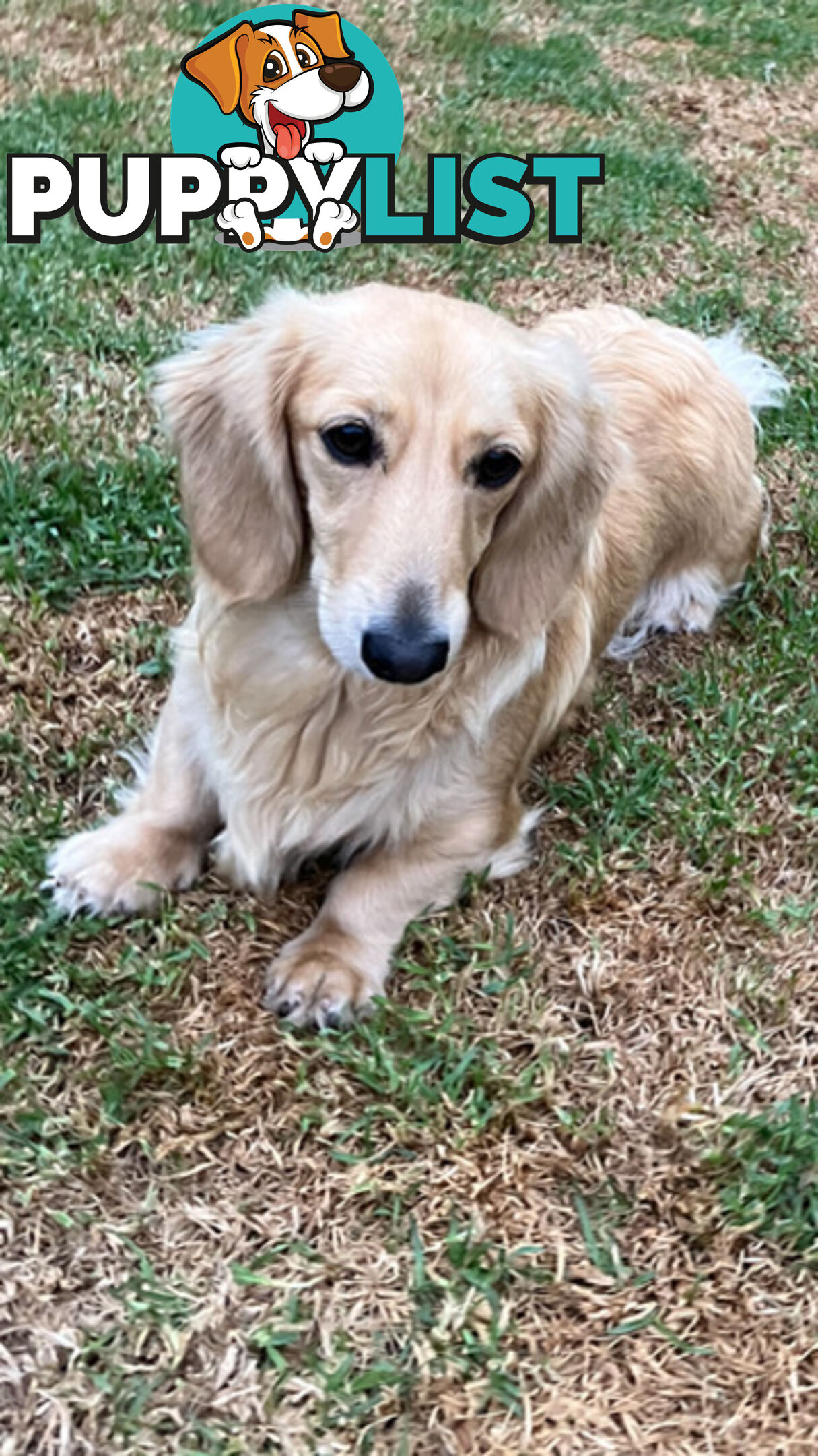 Stunning little CREAM PUFFS!  Mini Longhaired Dachshund Puppies