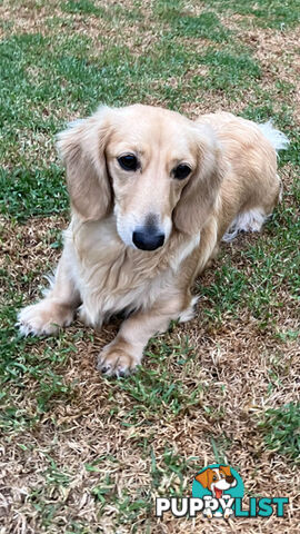 Stunning little CREAM PUFFS!  Mini Longhaired Dachshund Puppies