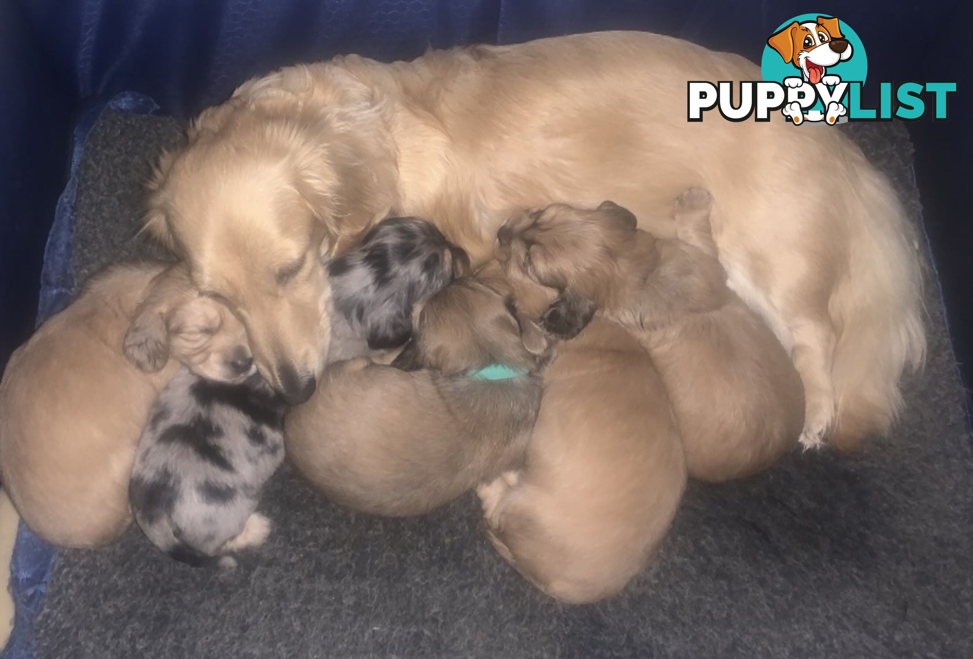 Stunning little CREAM PUFFS!  Mini Longhaired Dachshund Puppies