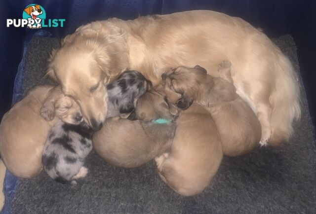 Stunning little CREAM PUFFS!  Mini Longhaired Dachshund Puppies