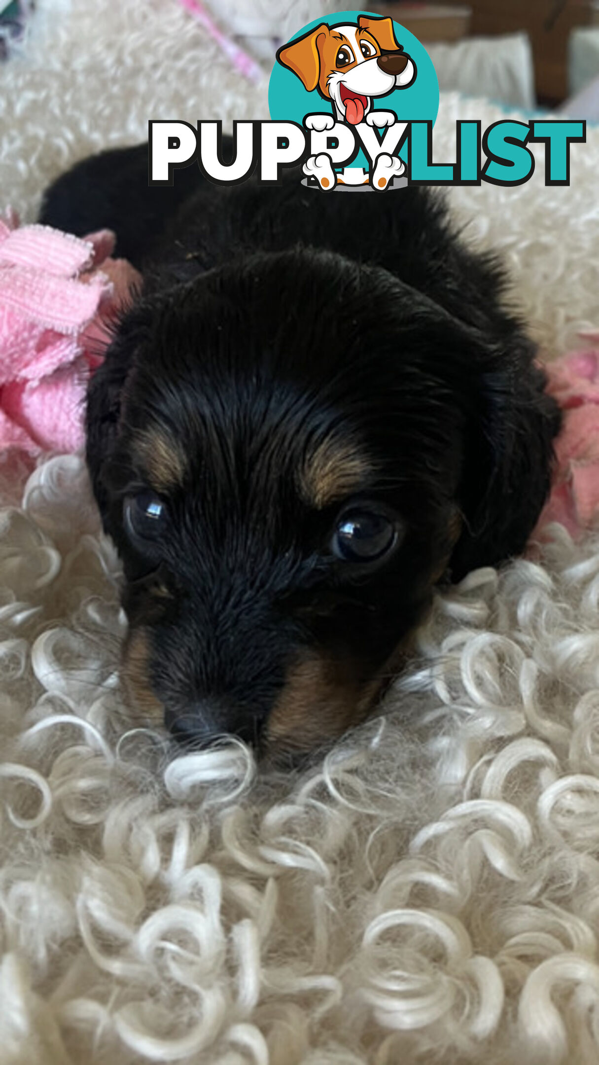 LUCKY LAST!! An Adorable Miniature Longhaired Dachshund Puppy