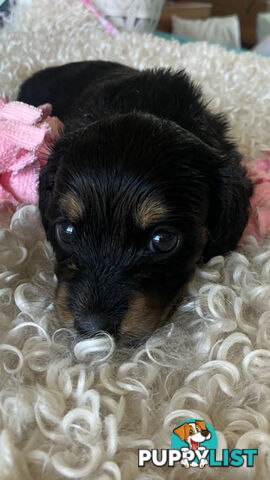 LUCKY LAST!! An Adorable Miniature Longhaired Dachshund Puppy