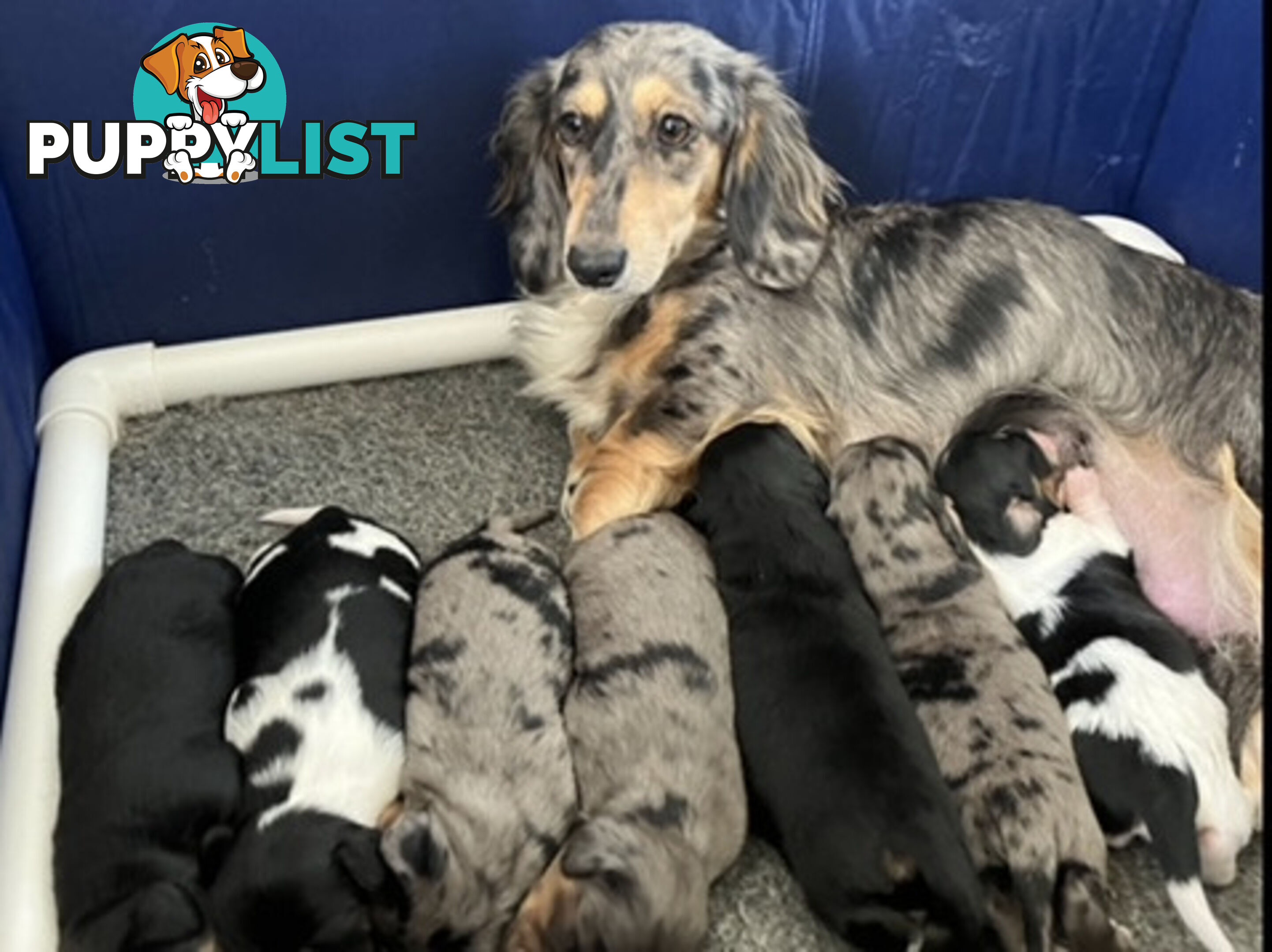 LUCKY LAST!! An Adorable Miniature Longhaired Dachshund Puppy