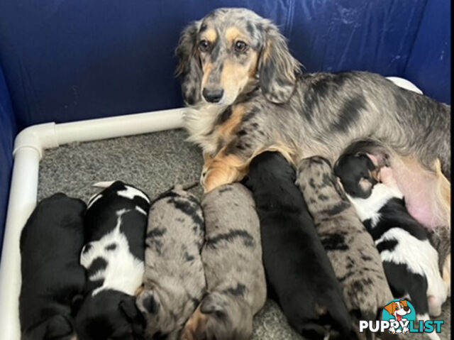 LUCKY LAST!! An Adorable Miniature Longhaired Dachshund Puppy