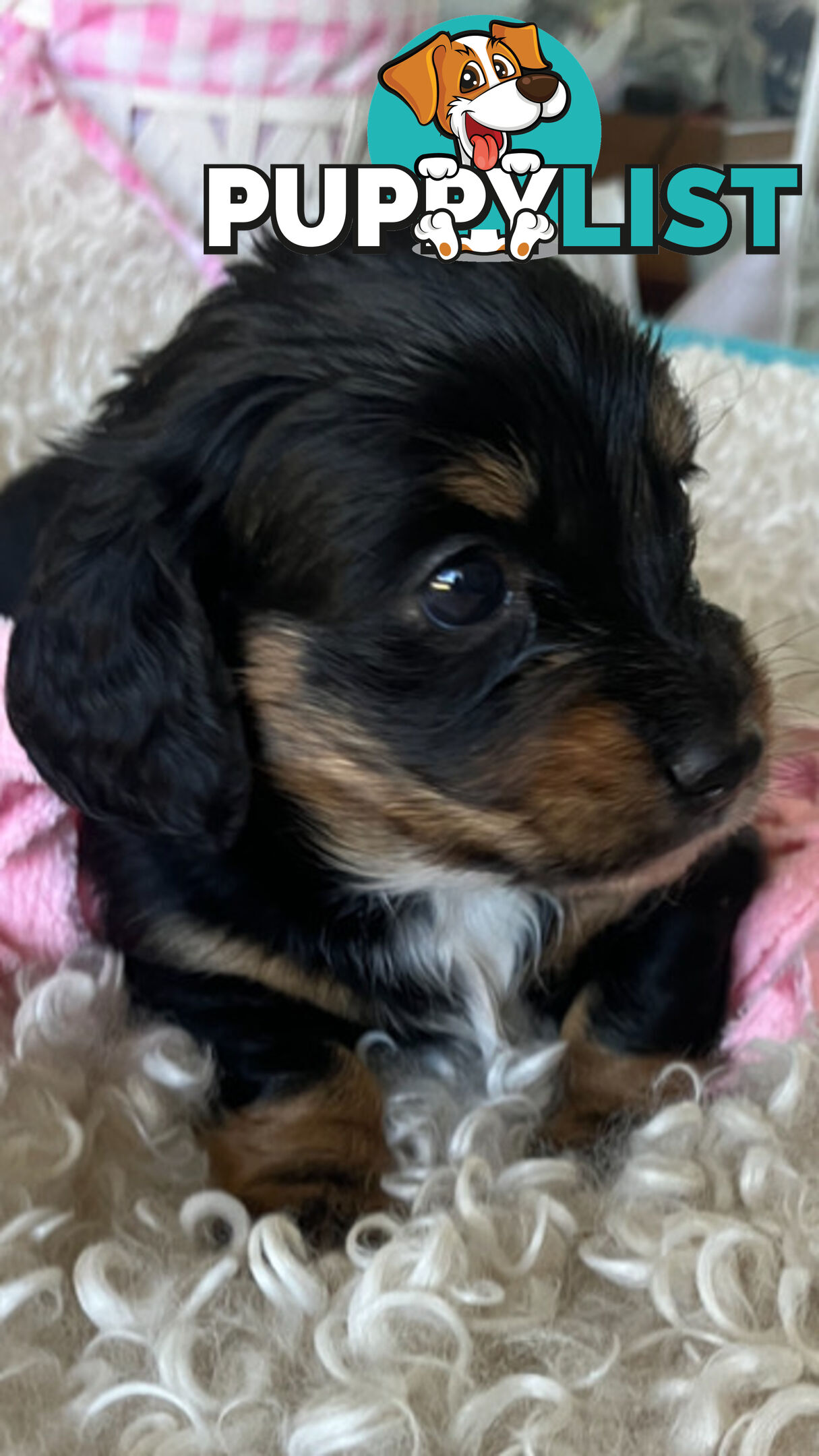 LUCKY LAST!! An Adorable Miniature Longhaired Dachshund Puppy