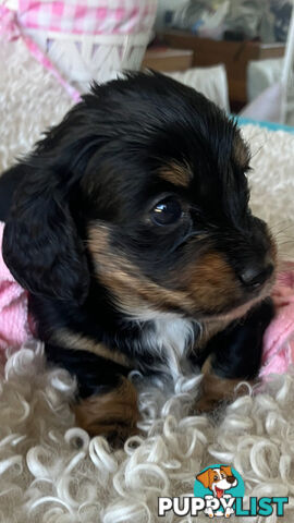 LUCKY LAST!! An Adorable Miniature Longhaired Dachshund Puppy