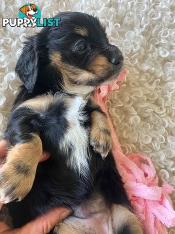 LUCKY LAST!! An Adorable Miniature Longhaired Dachshund Puppy