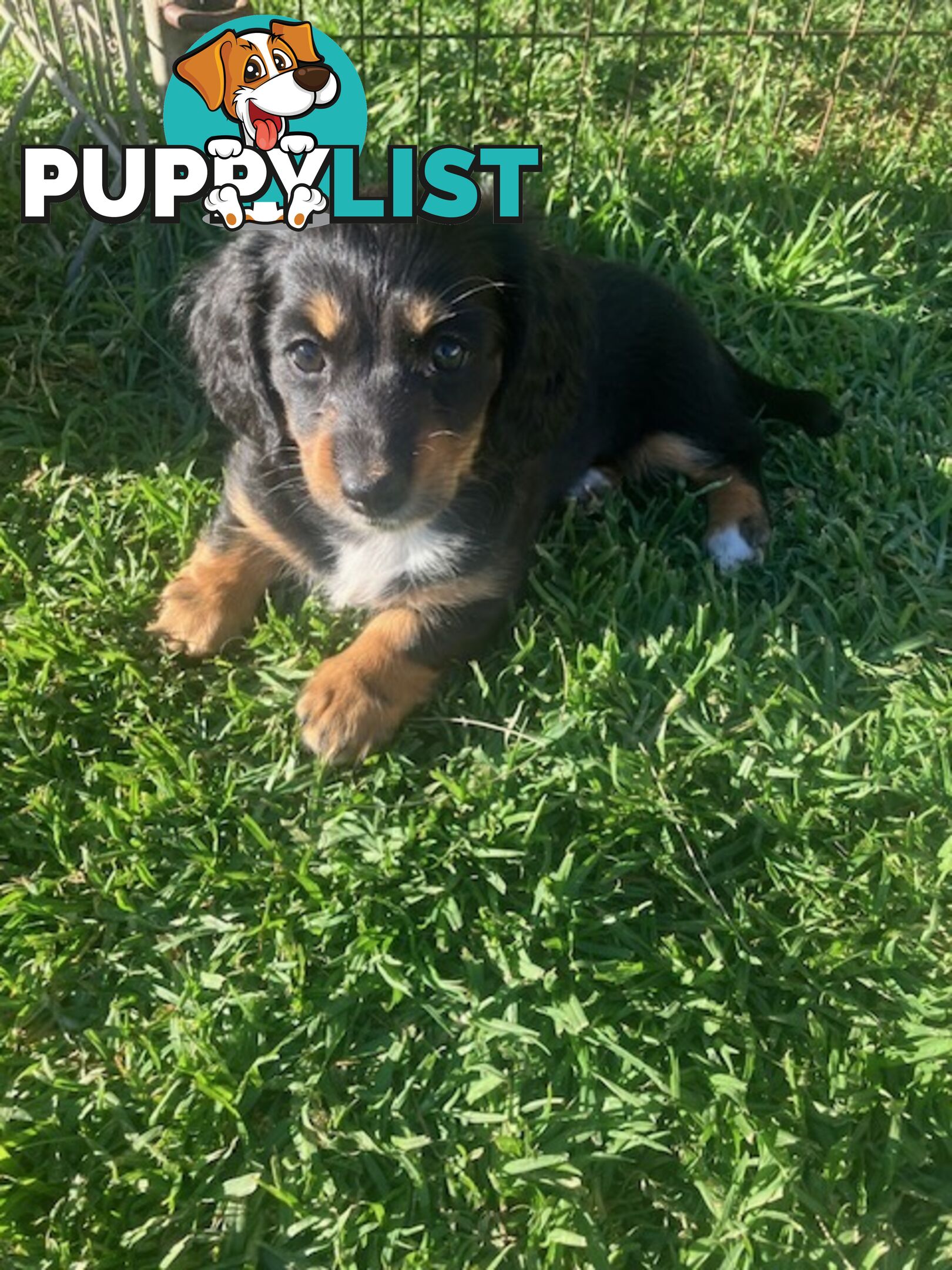 LUCKY LAST!! An Adorable Miniature Longhaired Dachshund Puppy