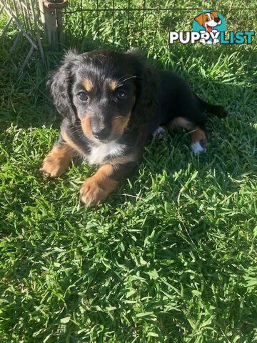 LUCKY LAST!! An Adorable Miniature Longhaired Dachshund Puppy