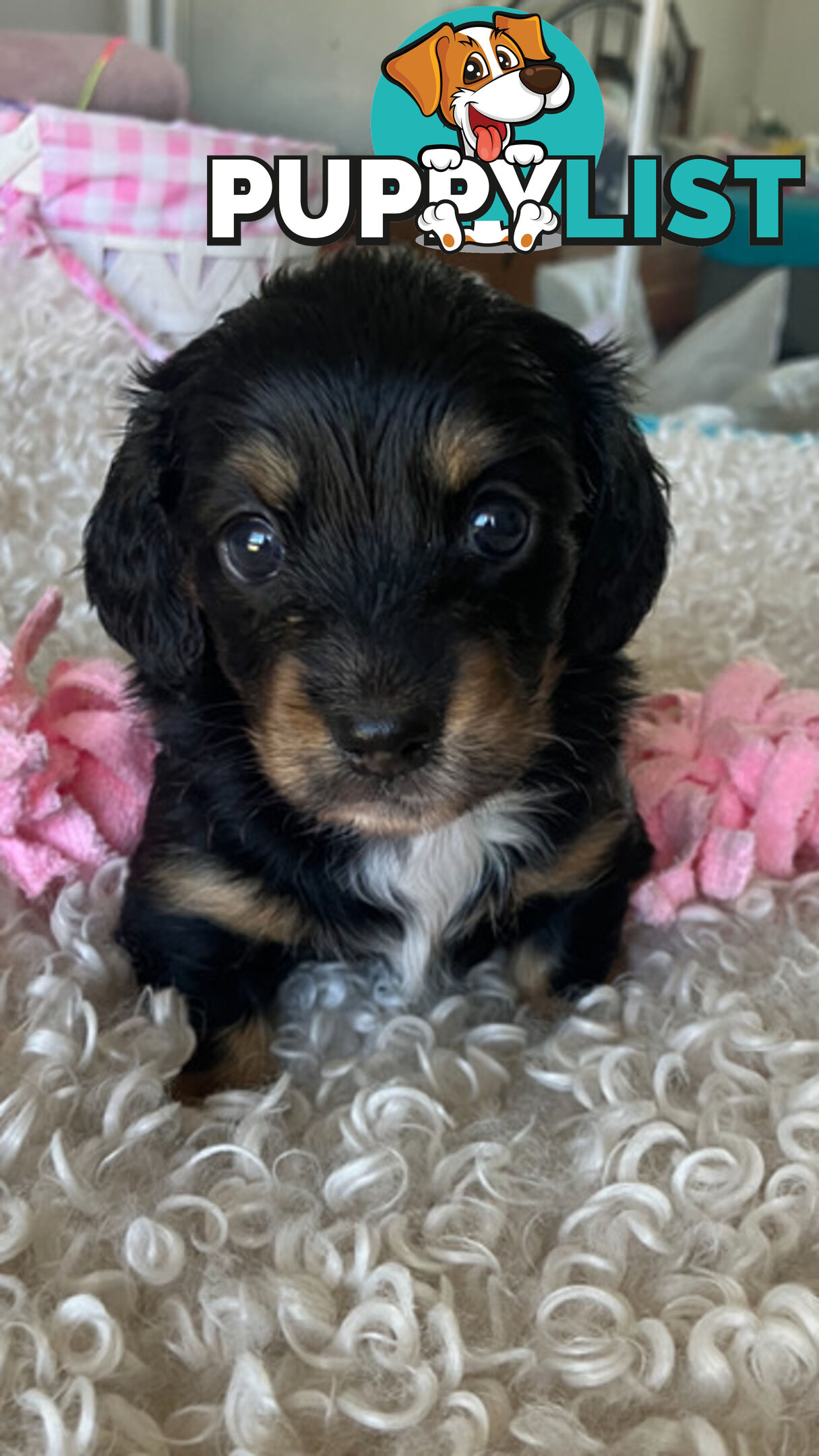 LUCKY LAST!! An Adorable Miniature Longhaired Dachshund Puppy