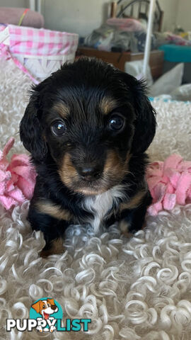 LUCKY LAST!! An Adorable Miniature Longhaired Dachshund Puppy