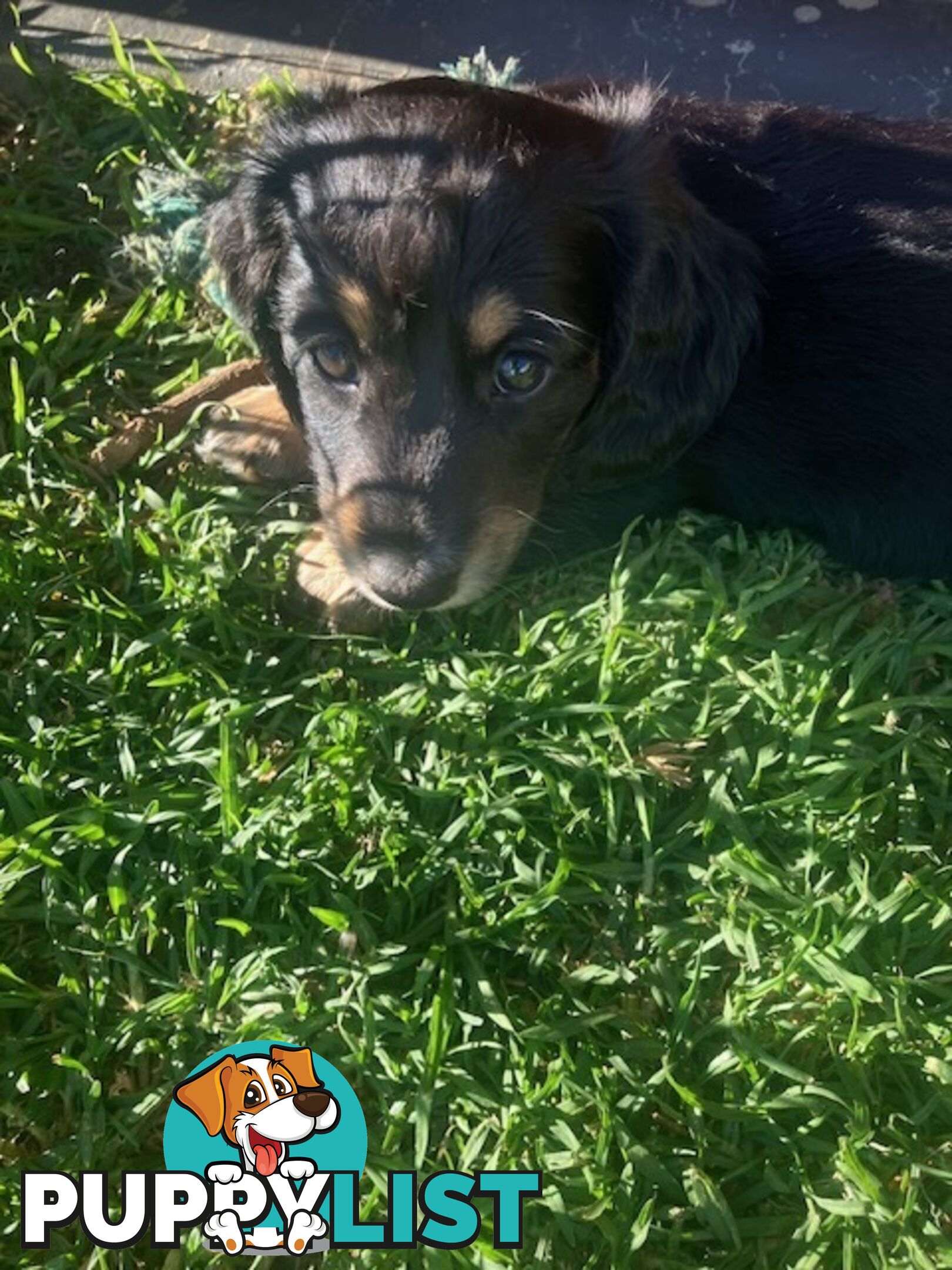 LUCKY LAST!! An Adorable Miniature Longhaired Dachshund Puppy