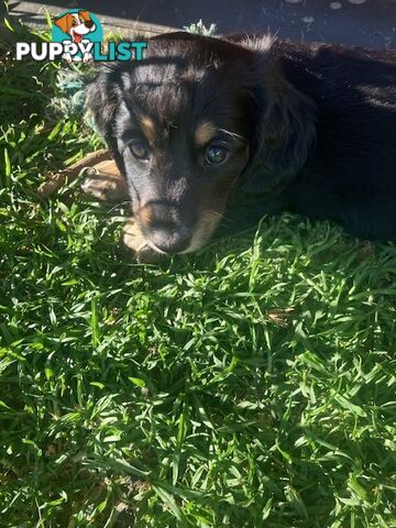 LUCKY LAST!! An Adorable Miniature Longhaired Dachshund Puppy