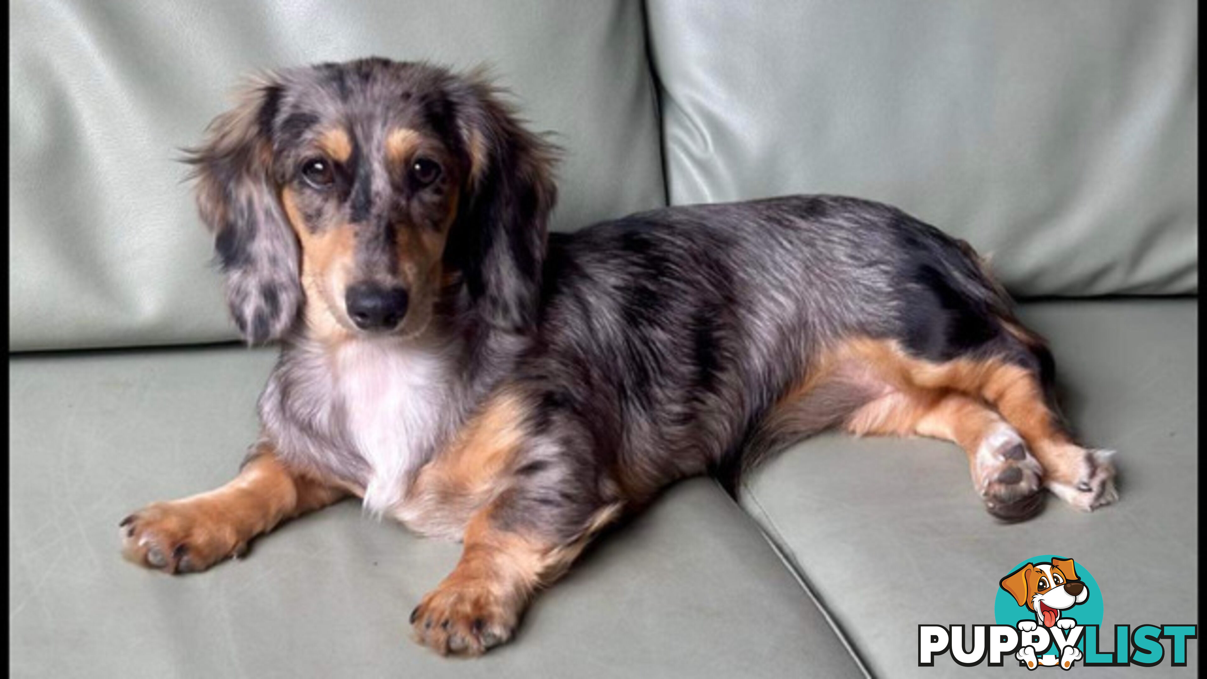 LUCKY LAST!! An Adorable Miniature Longhaired Dachshund Puppy