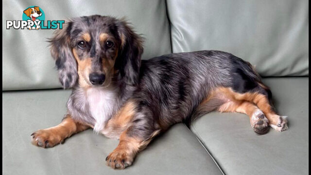 LUCKY LAST!! An Adorable Miniature Longhaired Dachshund Puppy