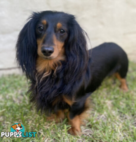 LUCKY LAST!! An Adorable Miniature Longhaired Dachshund Puppy