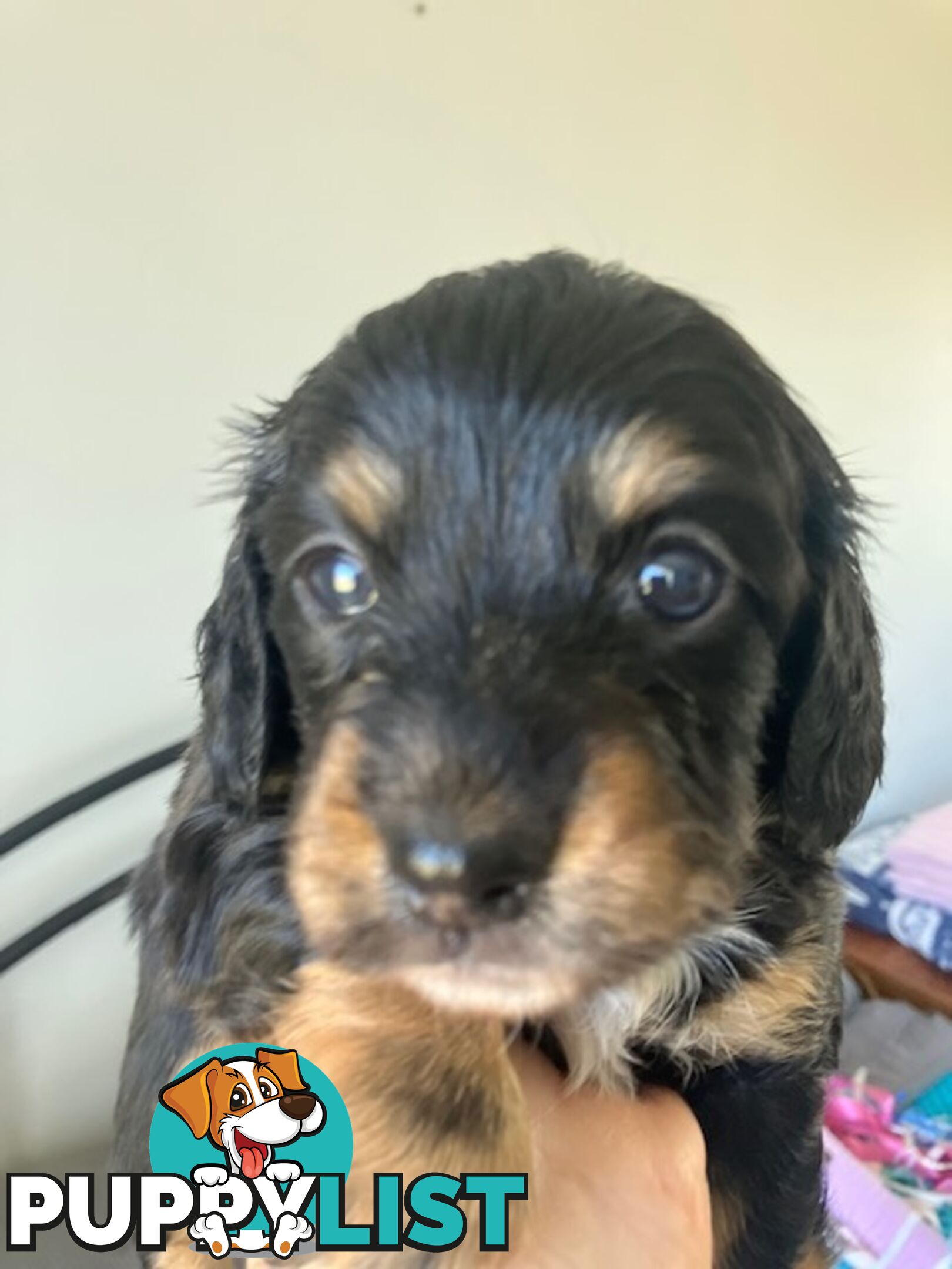 LUCKY LAST!! An Adorable Miniature Longhaired Dachshund Puppy