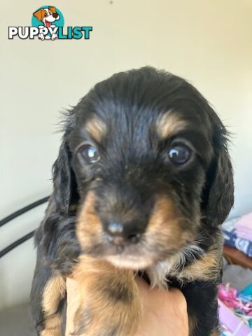 LUCKY LAST!! An Adorable Miniature Longhaired Dachshund Puppy