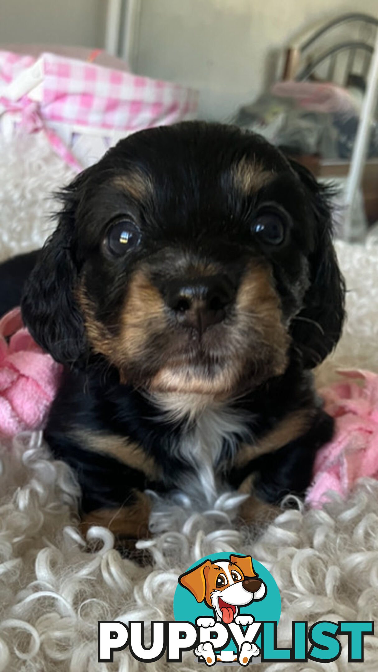 LUCKY LAST!! An Adorable Miniature Longhaired Dachshund Puppy