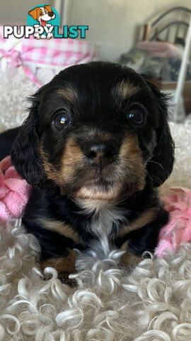 LUCKY LAST!! An Adorable Miniature Longhaired Dachshund Puppy