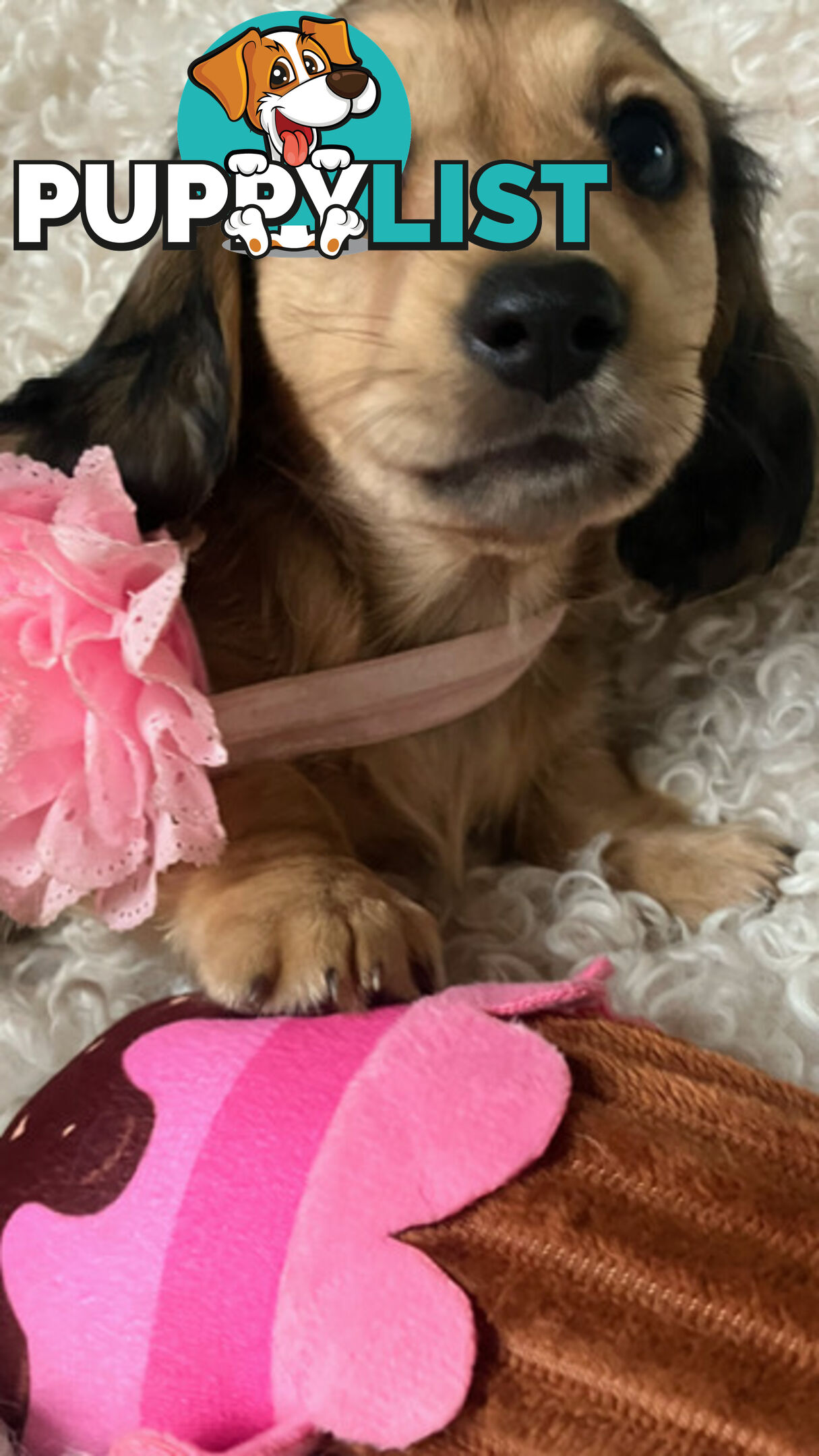 Beautiful Creamy Dreamy Miniature Longhaired Dachshund Puppies