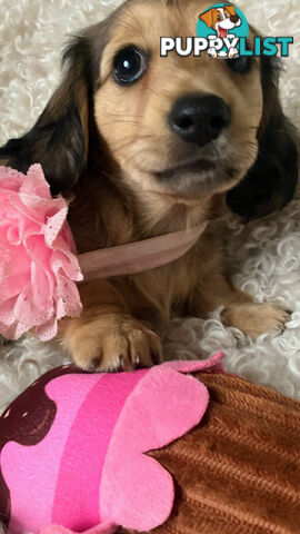 Beautiful Creamy Dreamy Miniature Longhaired Dachshund Puppies