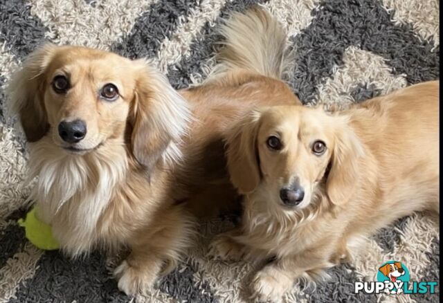 Beautiful Creamy Dreamy Miniature Longhaired Dachshund Puppies