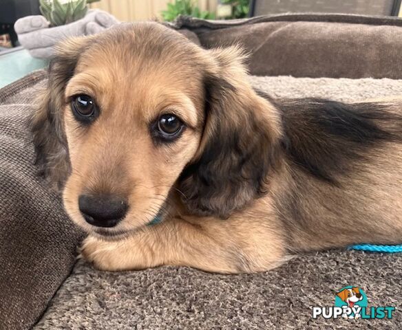 Beautiful Creamy Dreamy Miniature Longhaired Dachshund Puppies