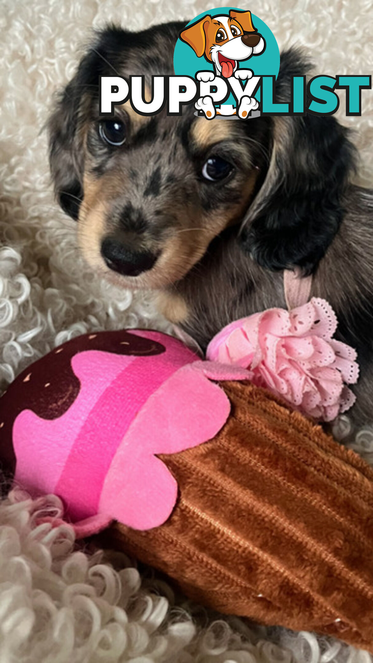 Beautiful Creamy Dreamy Miniature Longhaired Dachshund Puppies