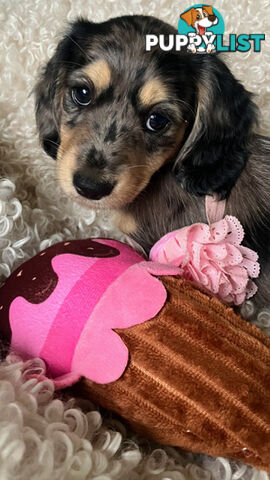 Beautiful Creamy Dreamy Miniature Longhaired Dachshund Puppies