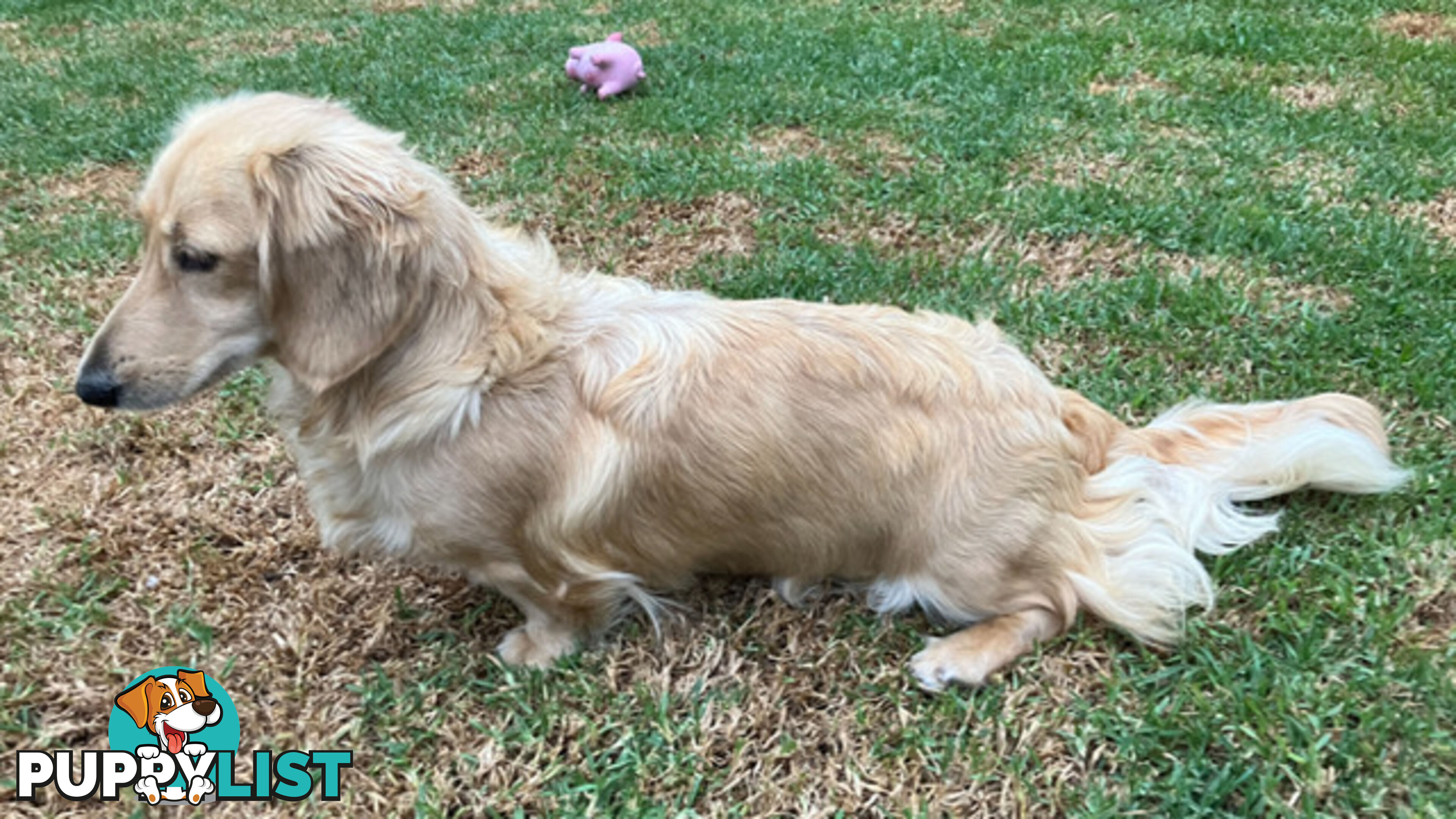 Beautiful Creamy Dreamy Miniature Longhaired Dachshund Puppies