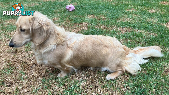 Beautiful Creamy Dreamy Miniature Longhaired Dachshund Puppies