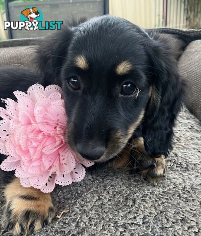 Beautiful Creamy Dreamy Miniature Longhaired Dachshund Puppies