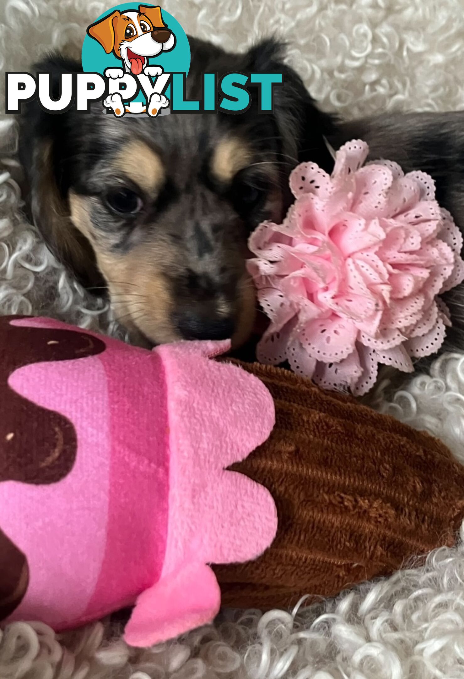 Beautiful Creamy Dreamy Miniature Longhaired Dachshund Puppies