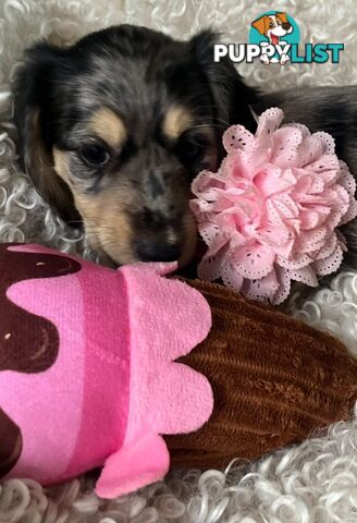 Beautiful Creamy Dreamy Miniature Longhaired Dachshund Puppies