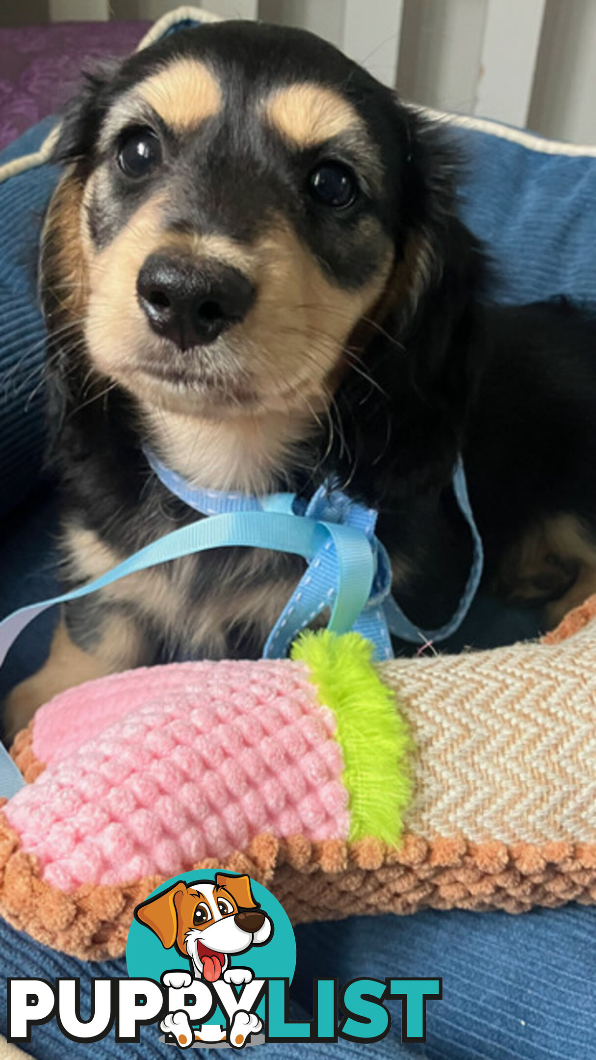 Beautiful Creamy Dreamy Miniature Longhaired Dachshund Puppies