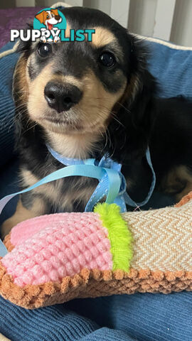 Beautiful Creamy Dreamy Miniature Longhaired Dachshund Puppies