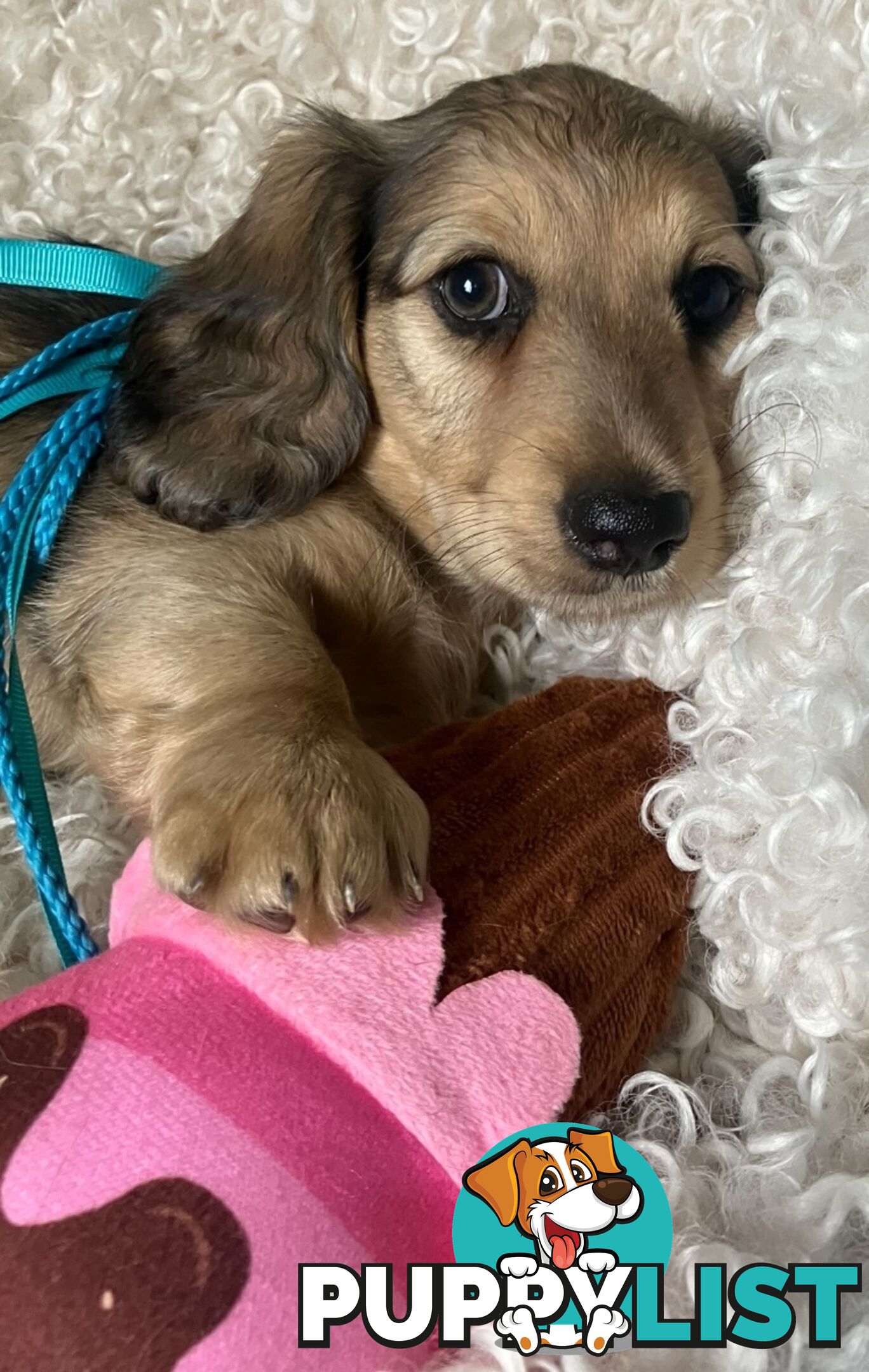 Beautiful Creamy Dreamy Miniature Longhaired Dachshund Puppies