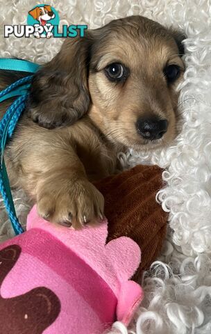 Beautiful Creamy Dreamy Miniature Longhaired Dachshund Puppies