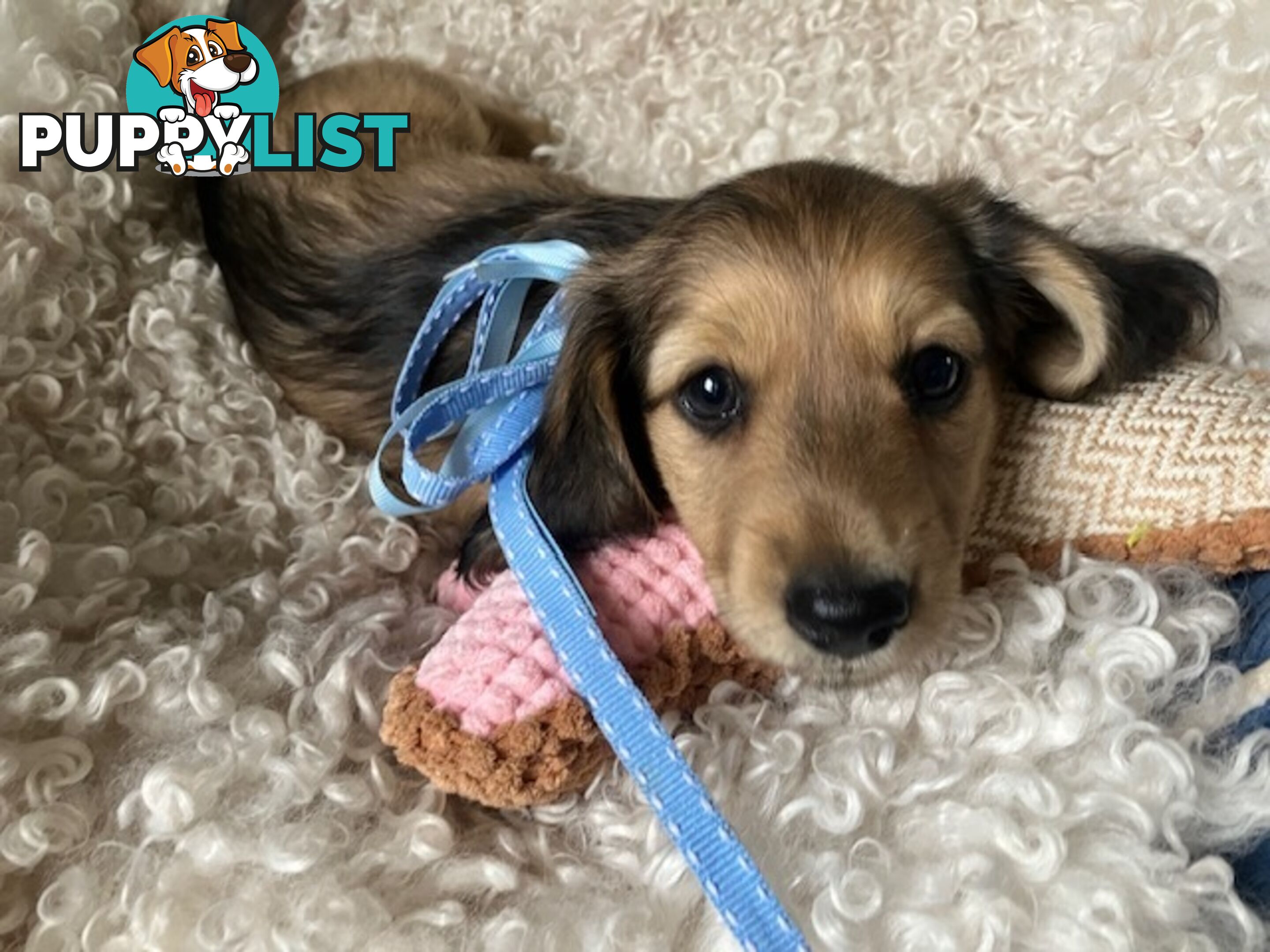 Beautiful Creamy Dreamy Miniature Longhaired Dachshund Puppies