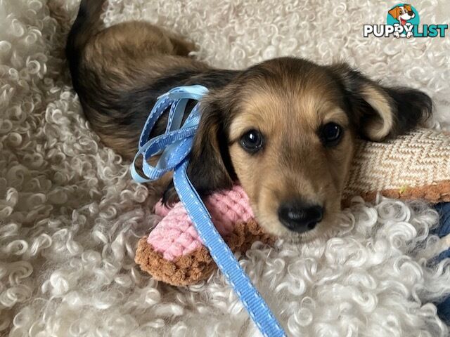 Beautiful Creamy Dreamy Miniature Longhaired Dachshund Puppies