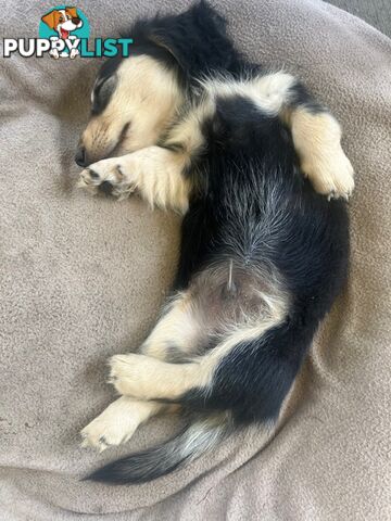 Beautiful Creamy Dreamy Miniature Longhaired Dachshund Puppies