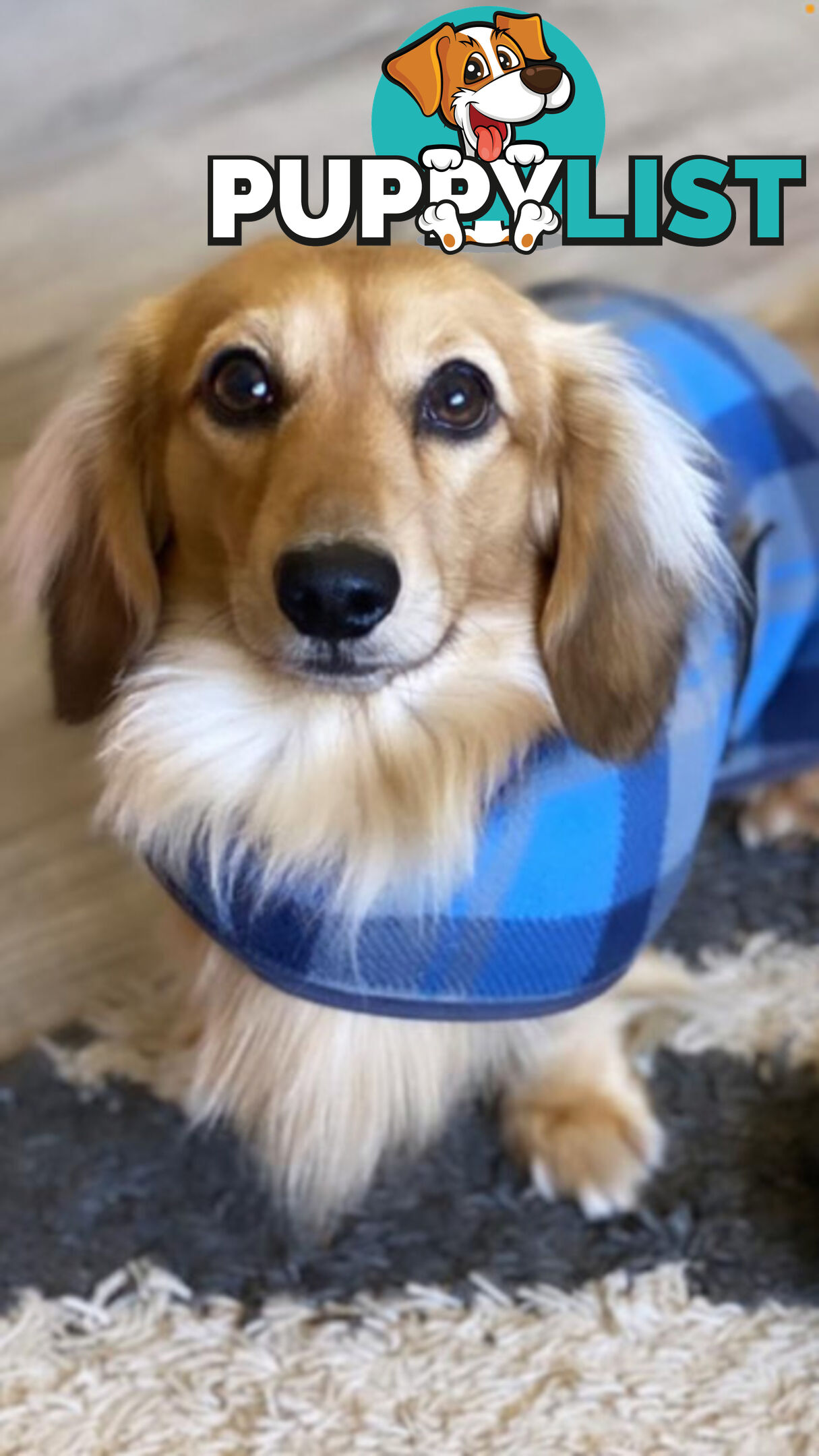 Beautiful Creamy Dreamy Miniature Longhaired Dachshund Puppies