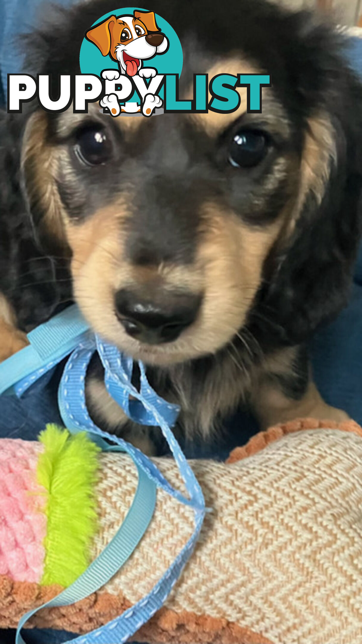 Beautiful Creamy Dreamy Miniature Longhaired Dachshund Puppies